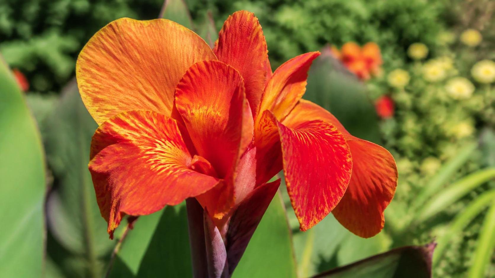 découvrez la signification et la symbolique du canna, une plante aux couleurs vibrantes, symbole de beauté, de force et de vitalité.