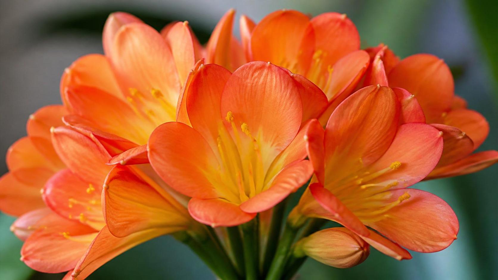 découvrez la symbolique du clivia, une plante élégante porteuse de significations profondes et de messages positifs dans différentes cultures.
