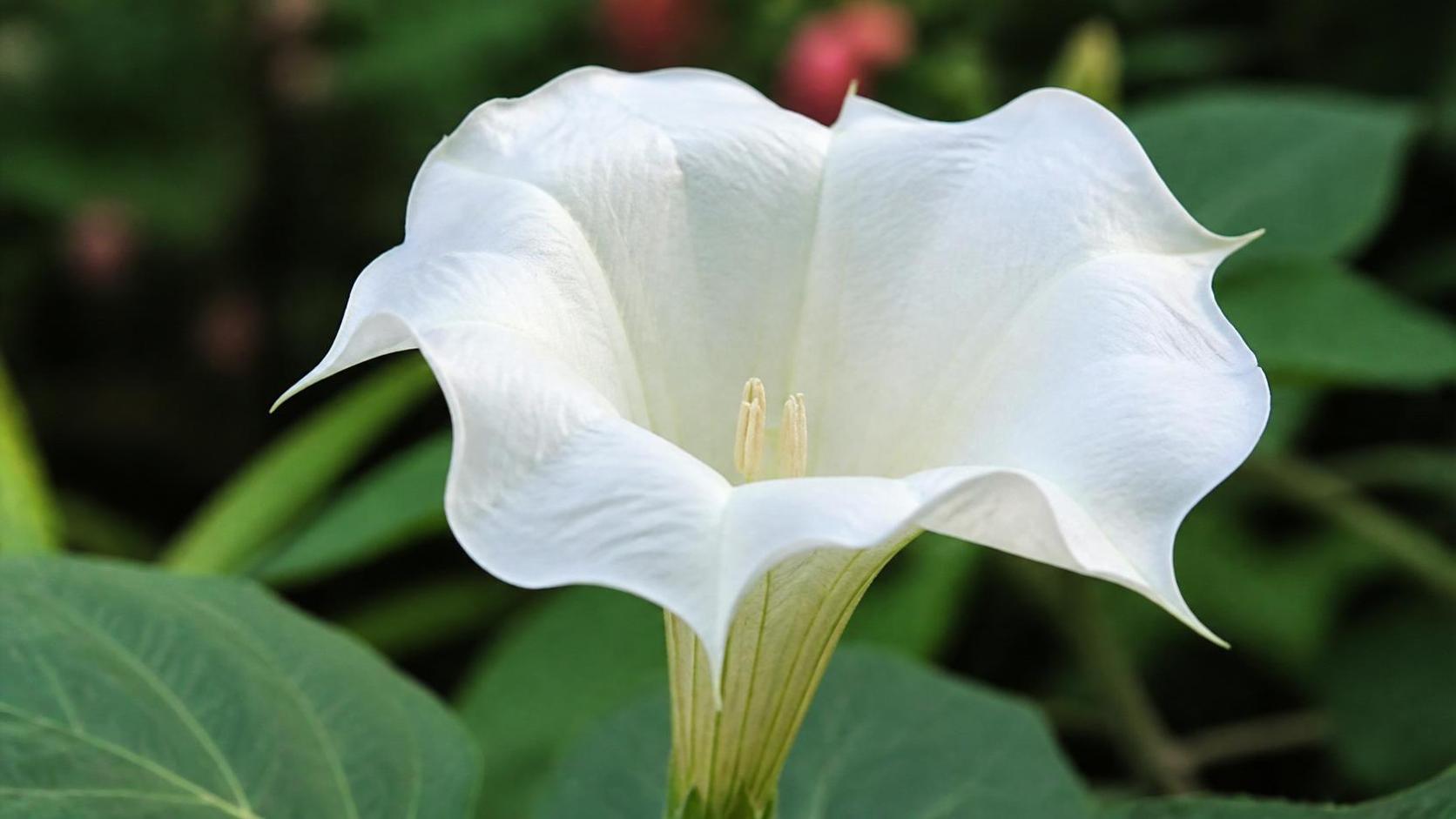 découvrez la signification et la symbolique du datura, une plante mystérieuse aux multiples facettes spirituelles et culturelles.
