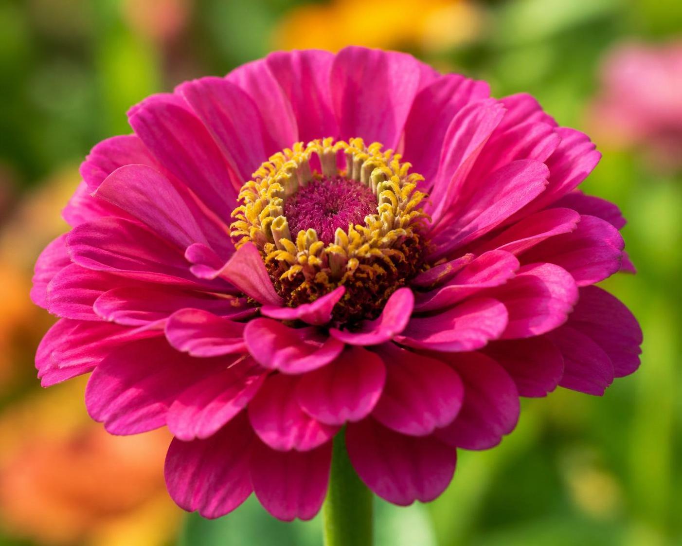 découvrez la signification et la symbolique des zinnias, ces fleurs colorées qui transmettent des messages d'amitié, d'endurance et de joie.