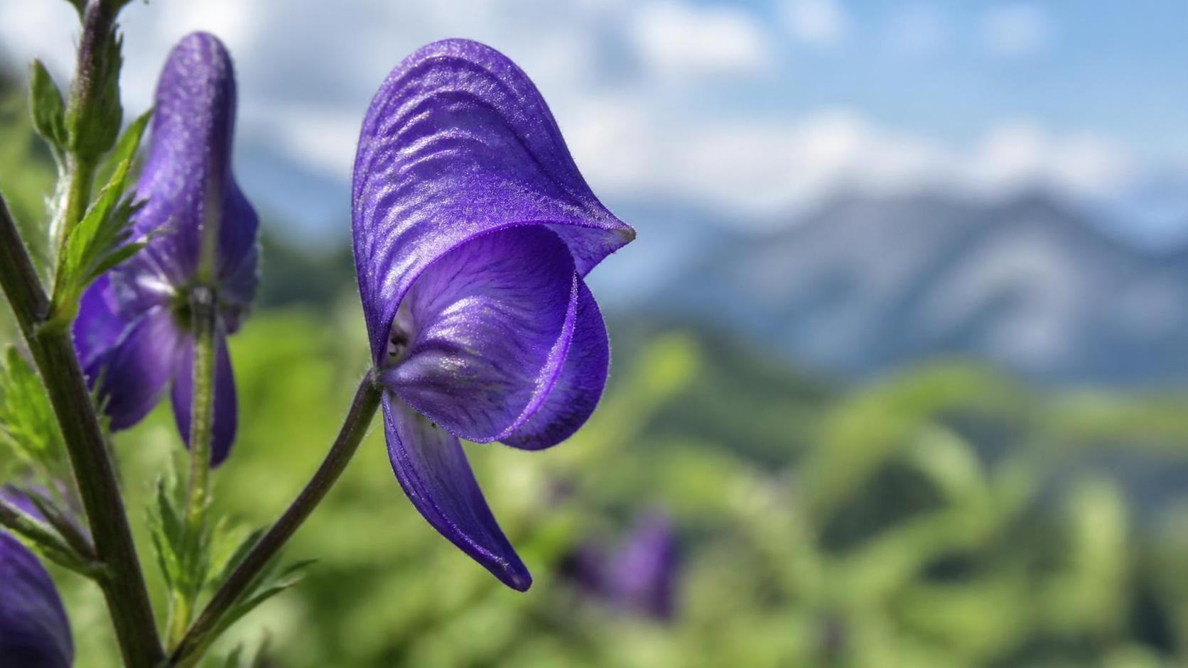 découvrez la signification spirituelle de l'aconit, une plante mystérieuse riche en symboles et en traditions ésotériques.
