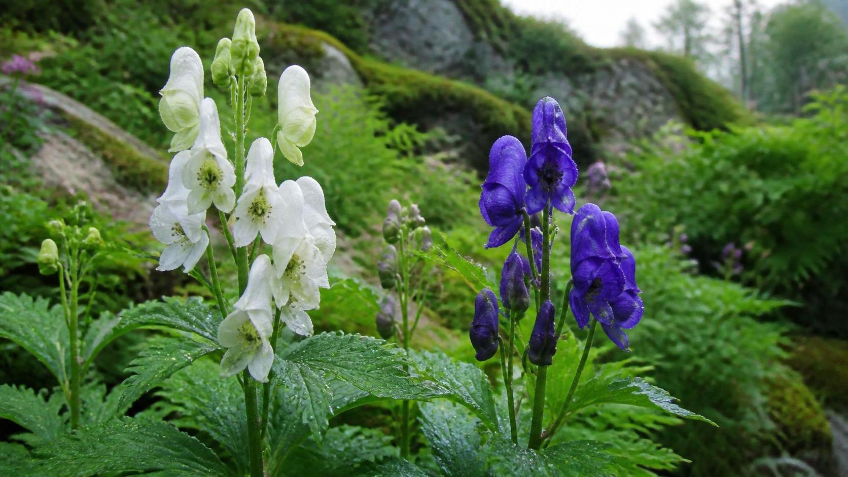 découvrez la symbolique spirituelle de l’aconit, une plante aux significations profondes et mystiques dans diverses traditions.
