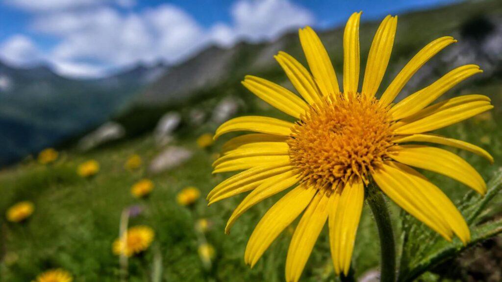 découvrez la symbolique spirituelle de l’arnica, une plante aux vertus protectrices et purificatrices, utilisée pour apaiser le corps et l'esprit.