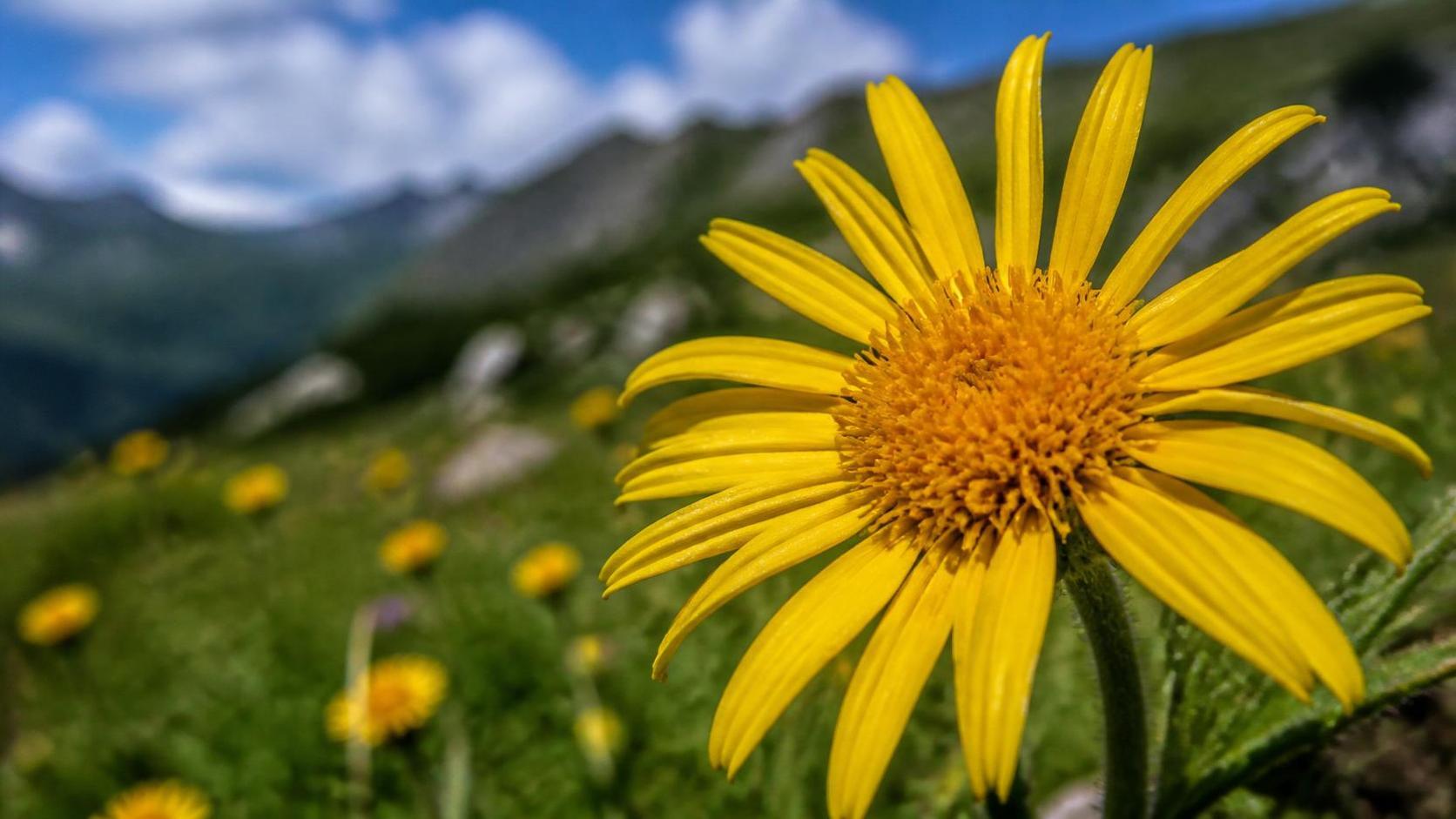découvrez la symbolique spirituelle de l’arnica, une plante aux vertus protectrices et purificatrices, utilisée pour apaiser le corps et l'esprit.