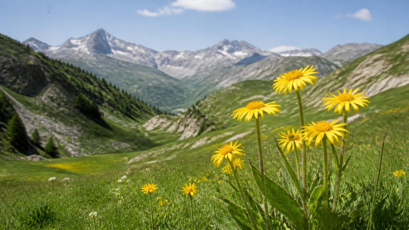 découvrez la signification spirituelle de l'arnica et explorez ses symboliques profondes dans les traditions spirituelles et la médecine naturelle.