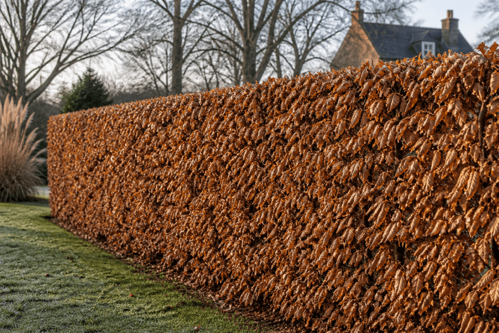 haie-charmille-hiver-brise-vue