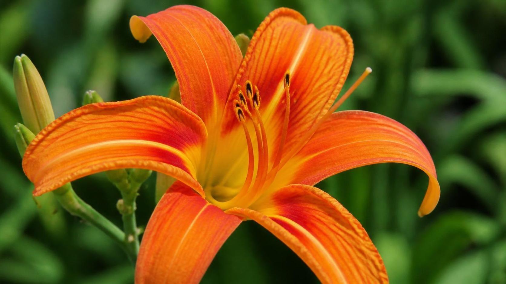 découvrez la signification profonde de l’hémérocalle, ses symboles et son importance dans la culture et le langage des fleurs.