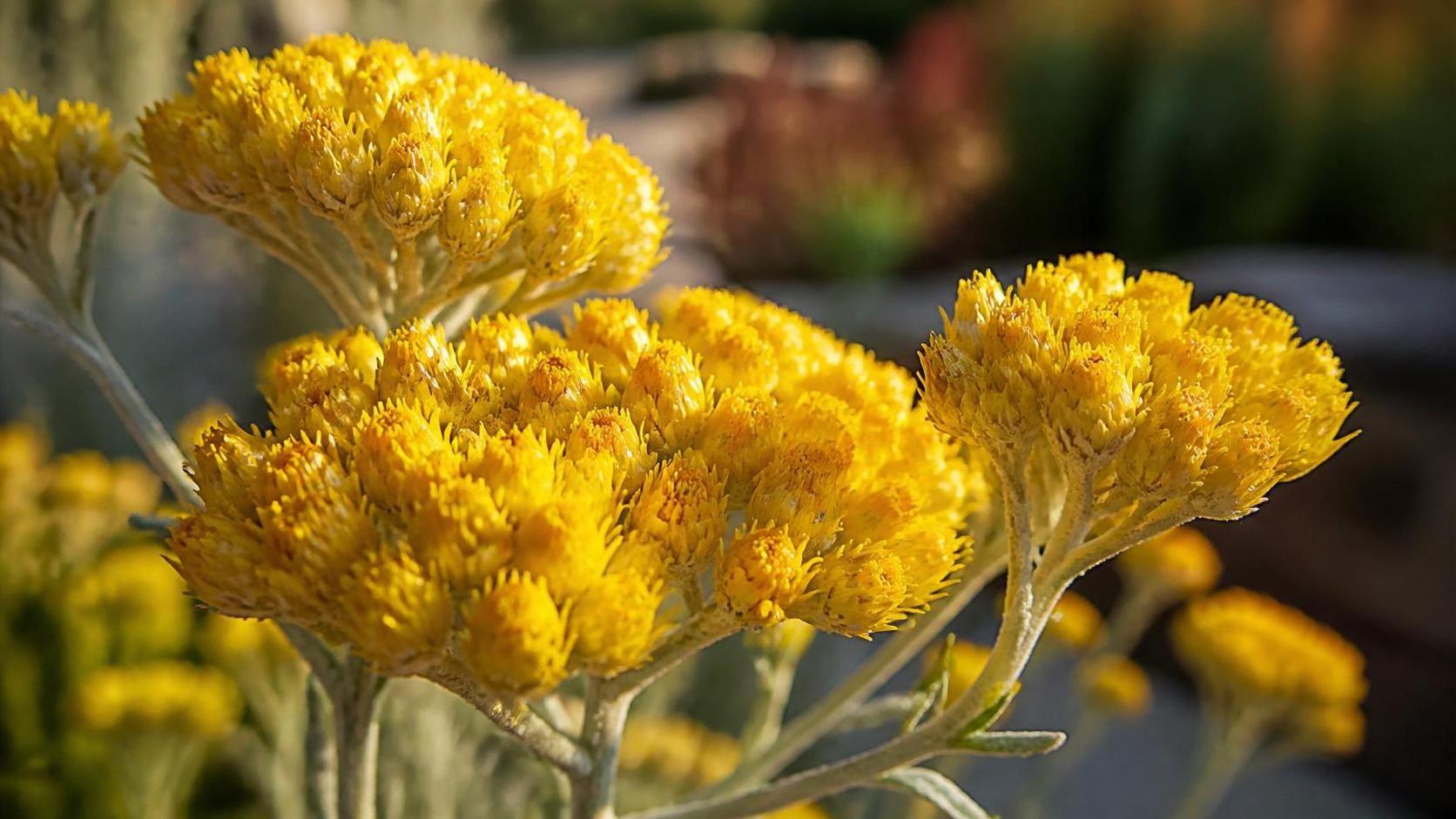 découvrez la signification profonde de l'immortelle, une fleur symbolique aux multiples vertus et messages à travers l'histoire et la culture.