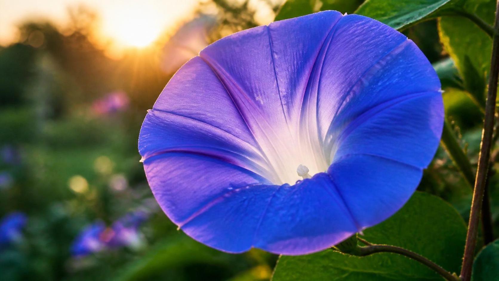 découvrez la signification de l'ipomée, une plante aux fleurs magnifiques et symboliques, souvent associée à la beauté, la douceur et la spiritualité.