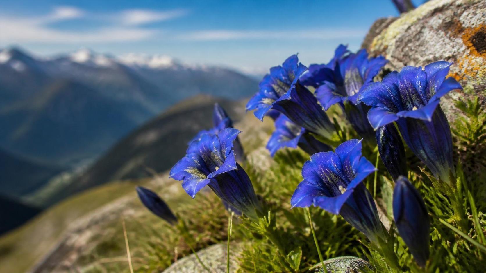 découvrez la signification symbolique de la gentiane, une plante riche en histoire et en traditions.