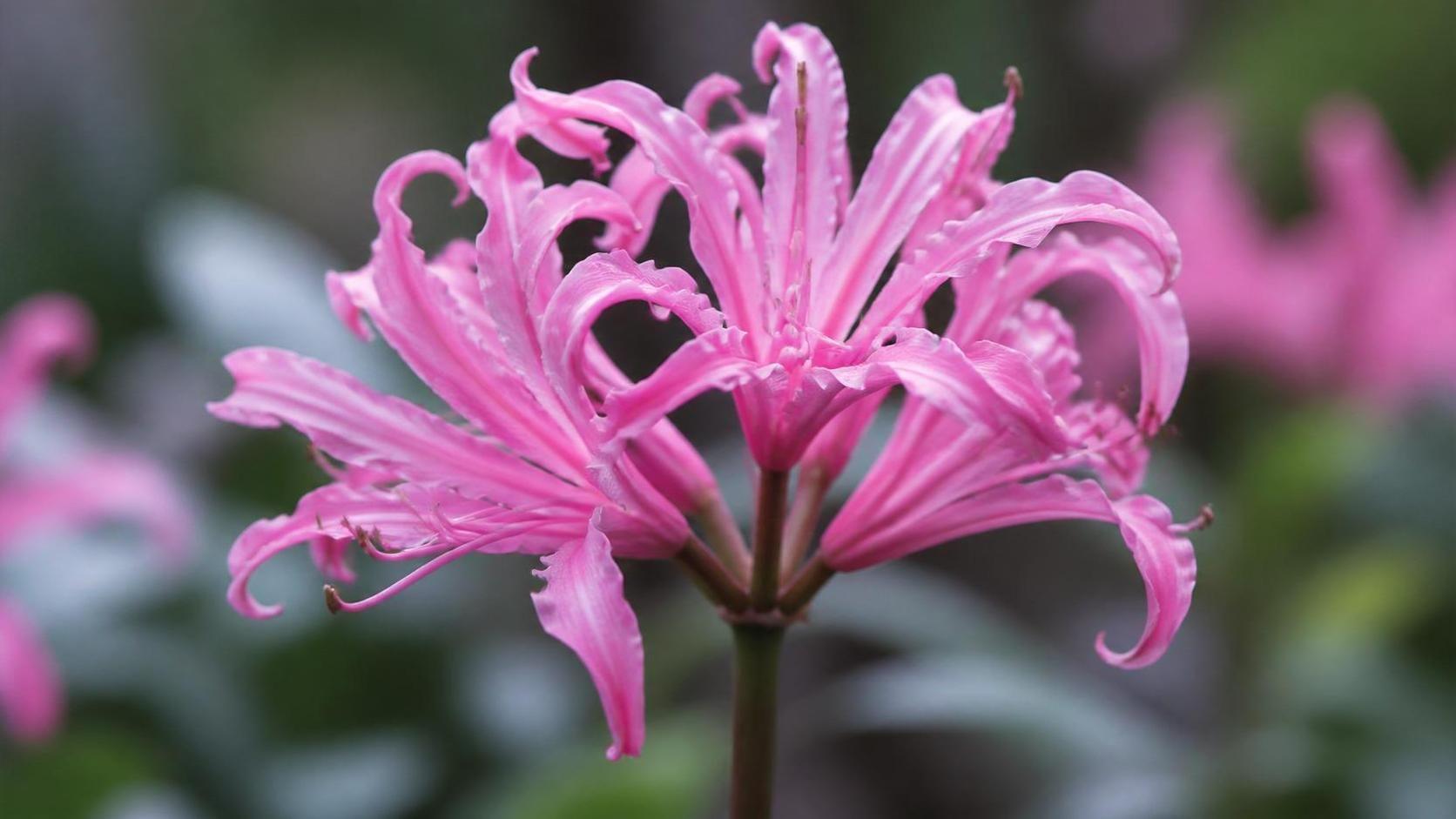 découvrez la signification de la nerine, une fleur symbolique riche en émotions et en histoires.