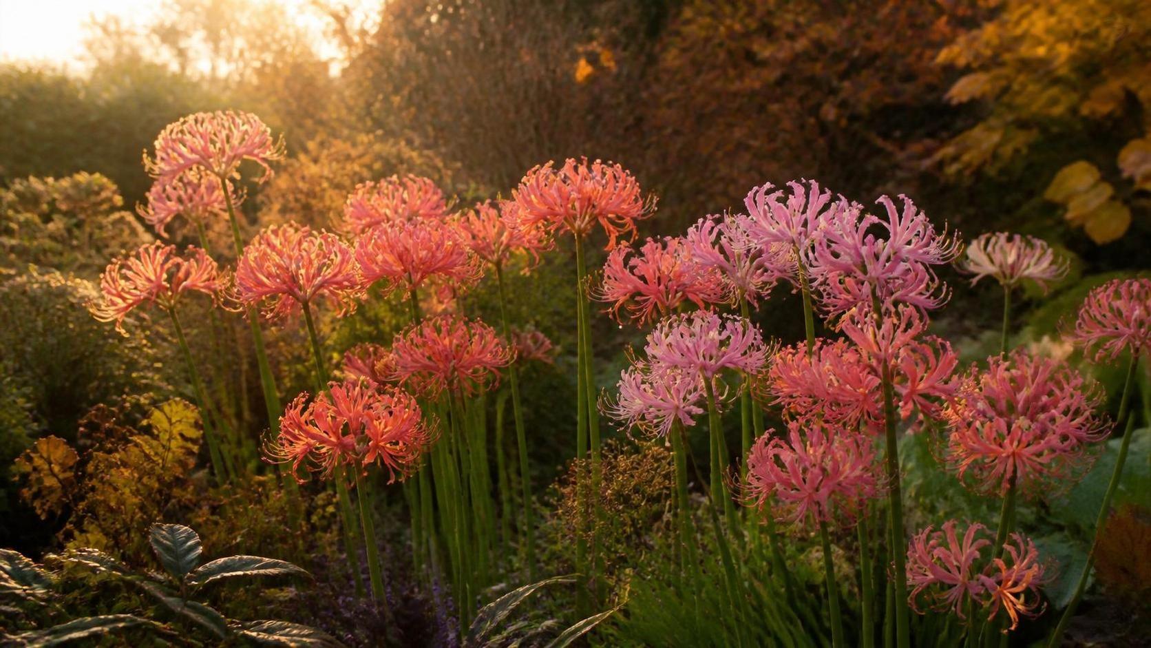 découvrez la signification de la nerine, une fleur riche en symboles et en histoires passionnantes.