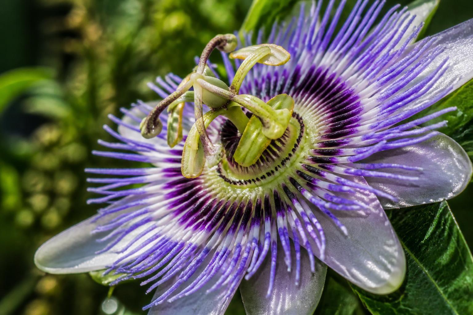 découvrez la signification profonde de la passiflore, une plante symbolique aux multiples vertus et usages dans la culture et la médecine.