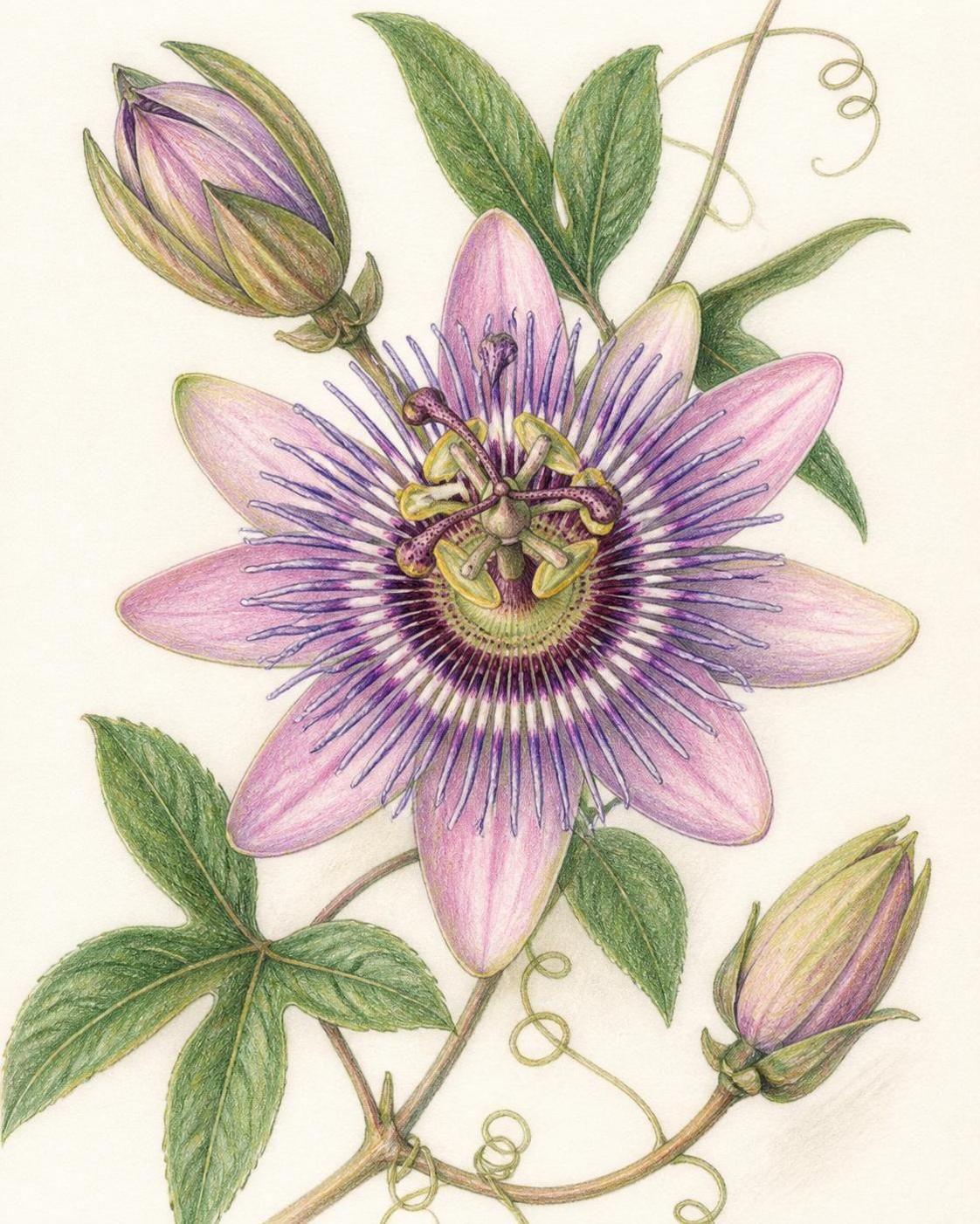 découvrez la signification de la passiflore, une plante symbolique riche en histoire et en bienfaits pour le bien-être.