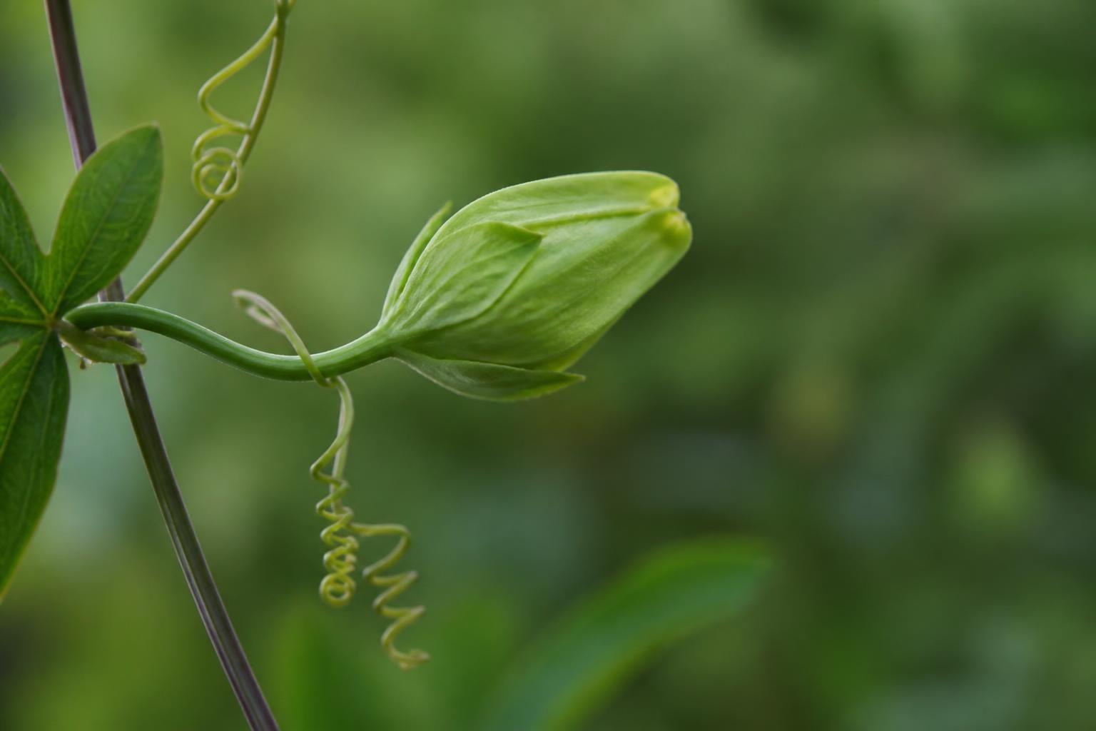 découvrez la signification profonde de la passiflore, une fleur riche en symboles et en histoire.