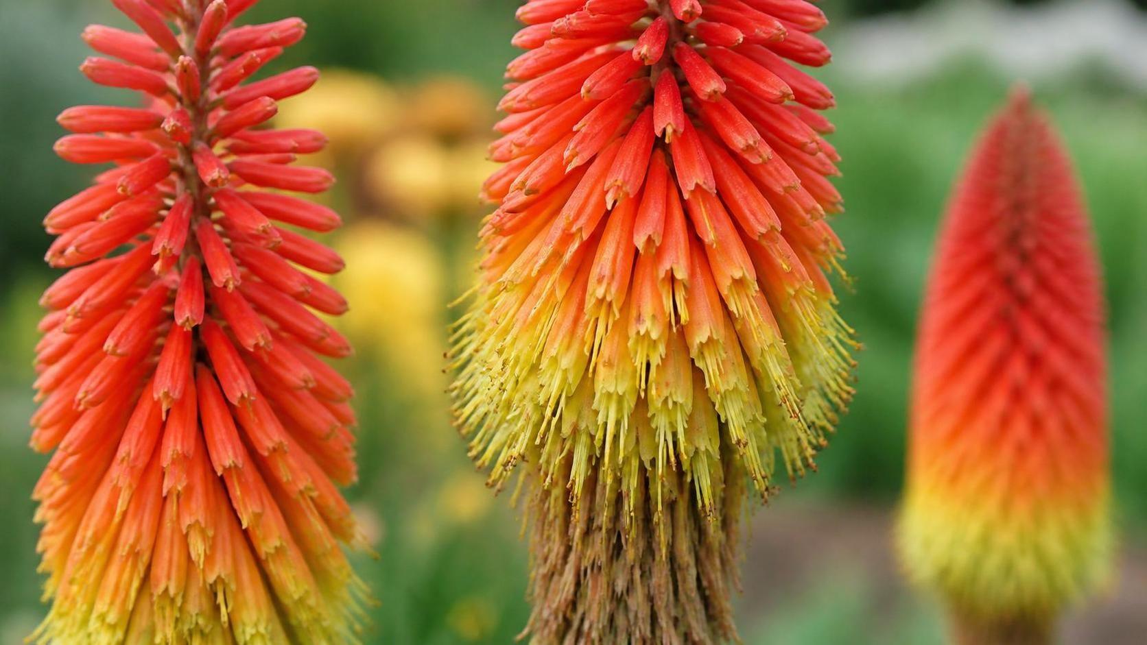 découvrez la signification du kniphofia, une plante aux fleurs éclatantes, et apprenez son symbolisme et ses particularités.