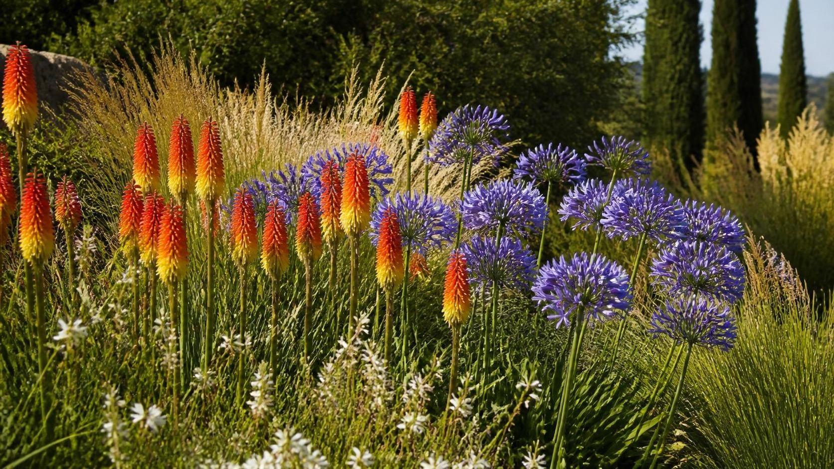 découvrez la signification et les symboliques de la plante kniphofia, également connue sous le nom de tritome, et apprenez comment elle peut embellir votre jardin.