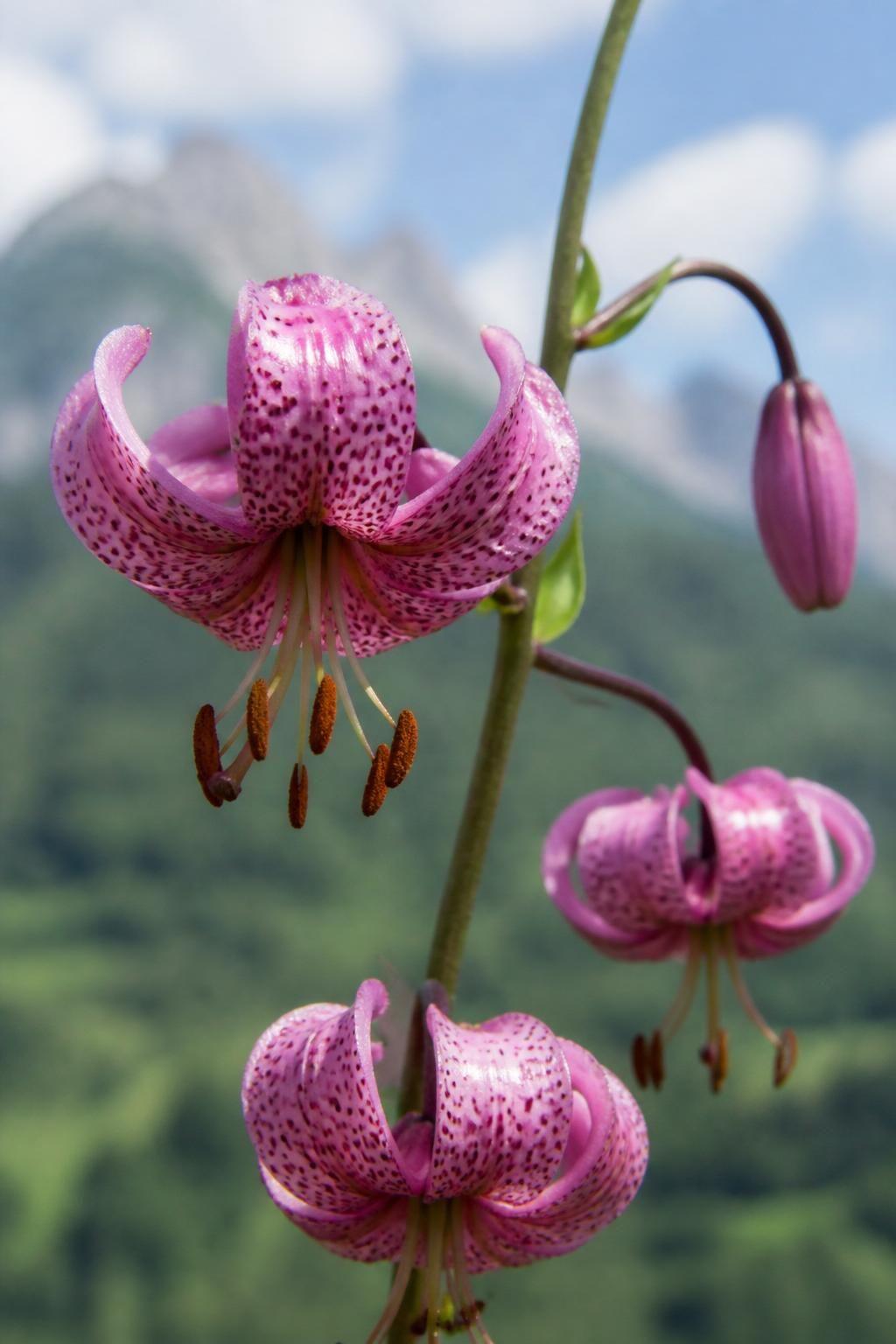 découvrez la signification du lis martagon, une fleur aux symboles riches et à la beauté unique, et apprenez comment elle peut inspirer vos jardins et votre décoration.
