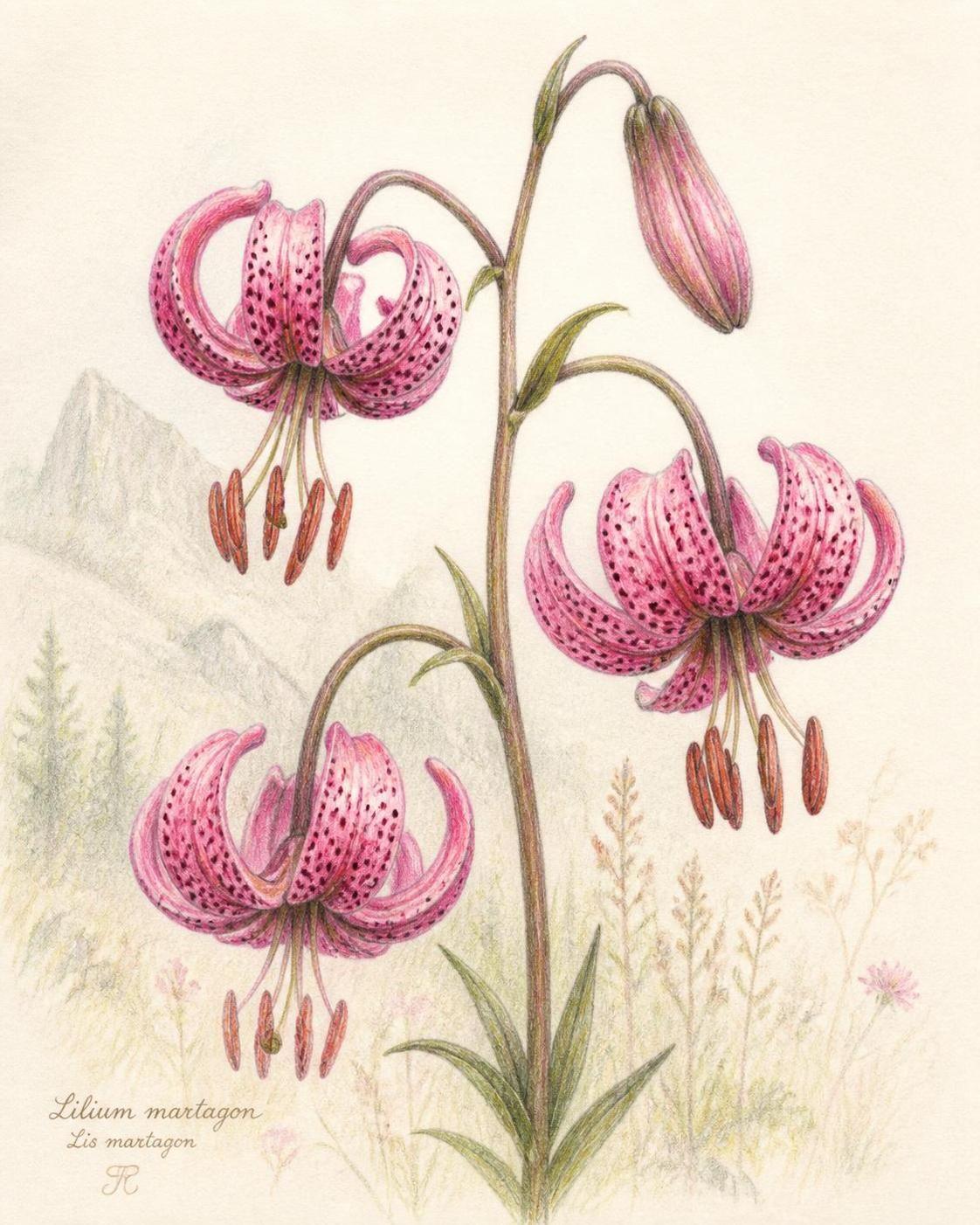 découvrez la signification du lis martagon, une fleur élégante aux symboliques riches et à la beauté remarquable.