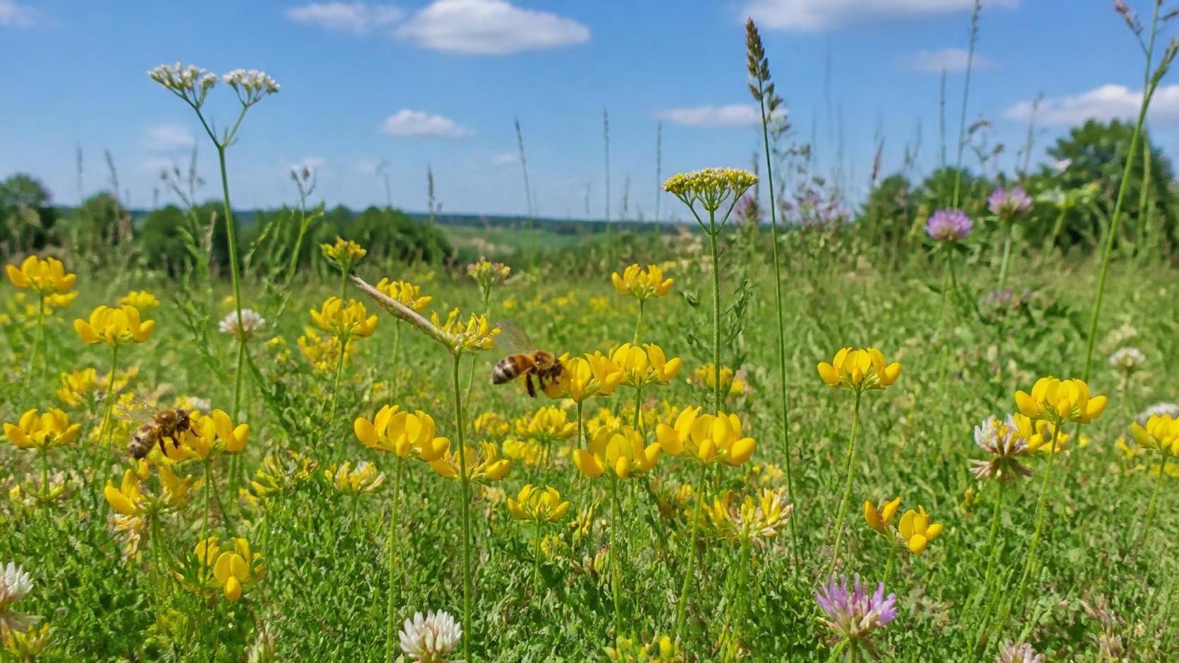 découvrez la signification du lotier, une plante aux symboliques variées et riches, et apprenez ses différentes interprétations culturelles et botaniques.