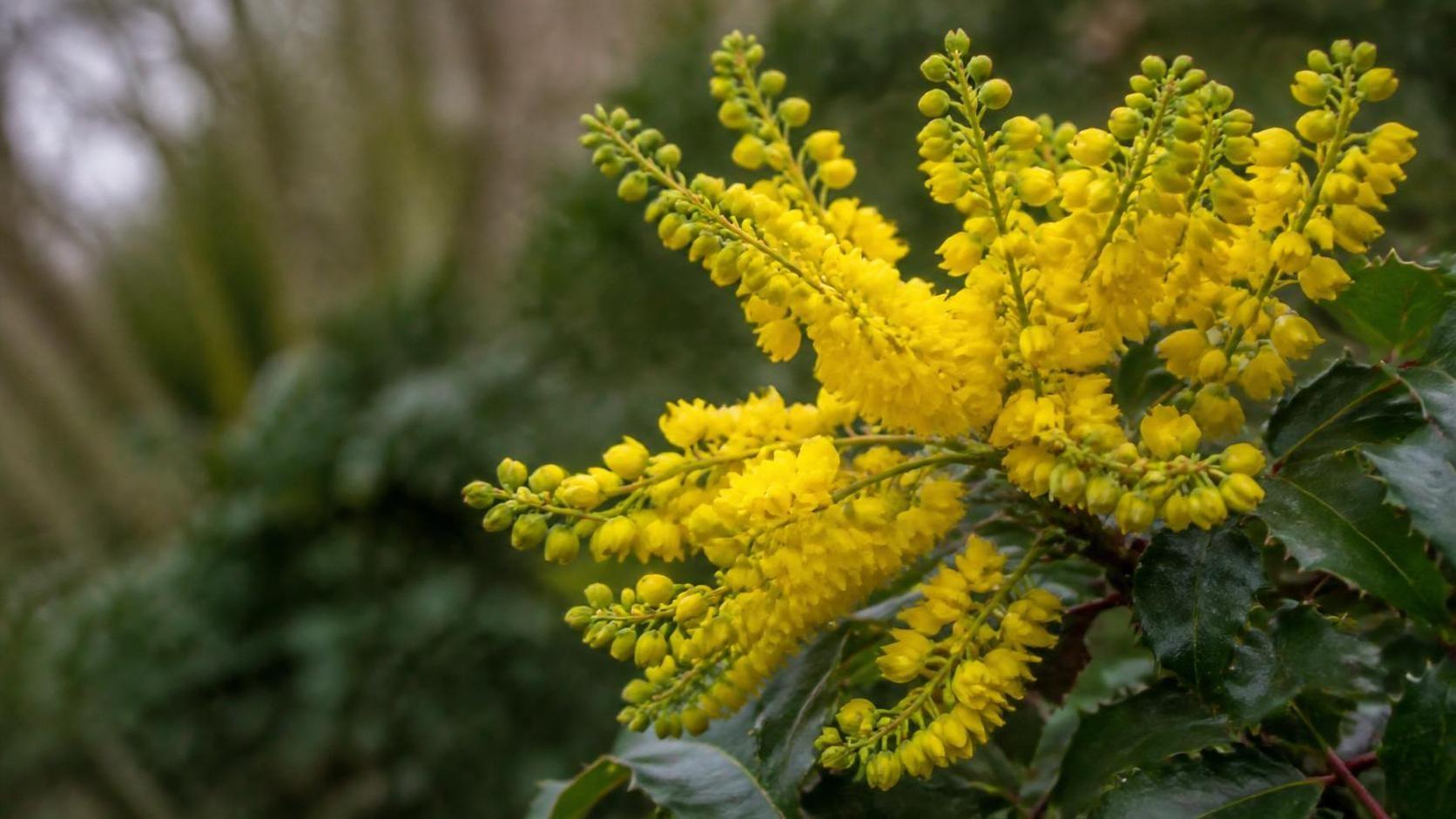 découvrez la signification du mahonia, une plante aux multiples vertus et symboles, appréciée pour sa beauté et ses bienfaits.