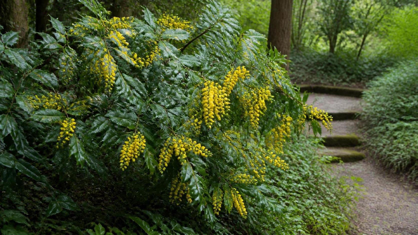 découvrez la signification du mahonia, une plante aux multiples symboliques et bienfaits, utilisée en jardinage et en phytothérapie.