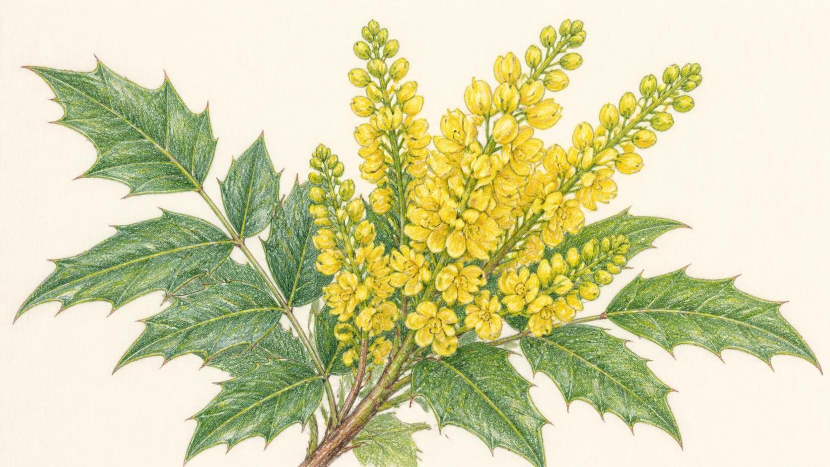découvrez la signification du mahonia, un arbuste ornemental aux fleurs éclatantes, symbolisant la force et la protection dans le langage des plantes.