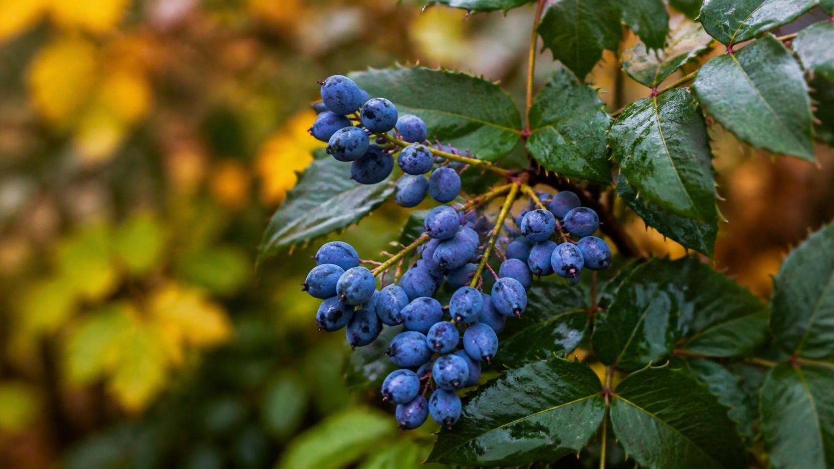 découvrez la signification et les symboles associés au mahonia, un arbuste apprécié pour sa beauté et ses bienfaits dans le jardin.