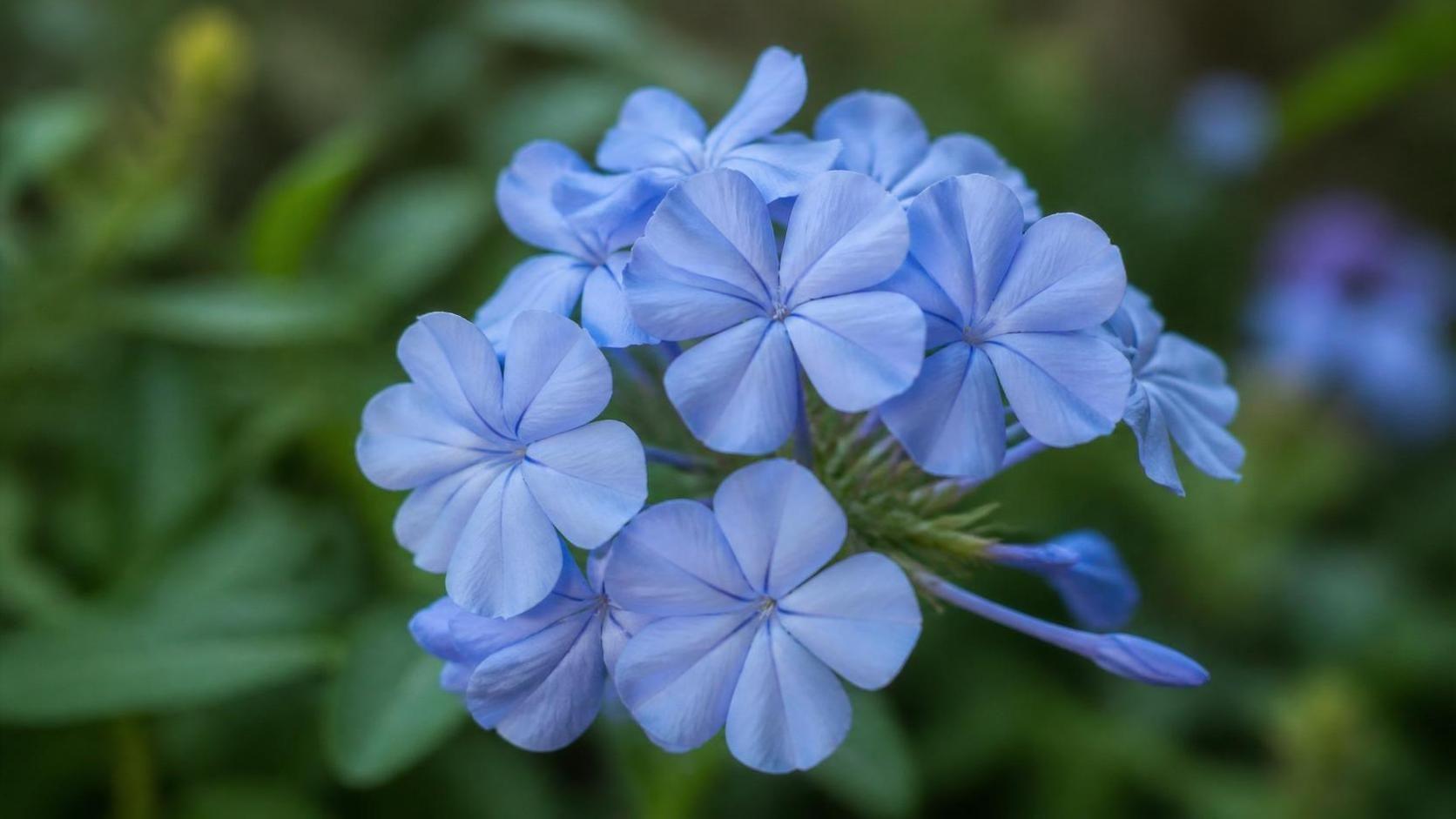 découvrez la signification du plumbago, une plante aux belles fleurs bleues, symbolisant la paix et la sérénité. apprenez tout sur son histoire et ses vertus.