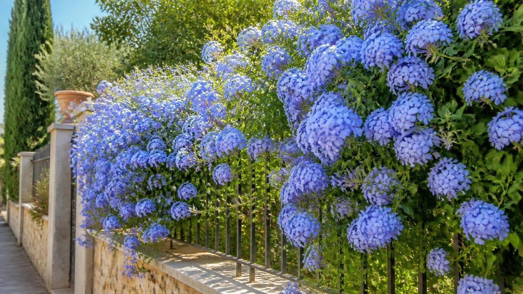découvrez la signification du plumbago, une plante aux nombreuses symboliques et vertus, souvent utilisée en jardinage et en médecine traditionnelle.