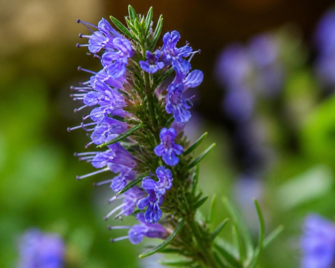 dĂ©couvrez la signification spirituelle de lâhysope, une plante symbolique aux vertus purificatrices et apaisantes dans diffĂ©rentes traditions spirituelles.
