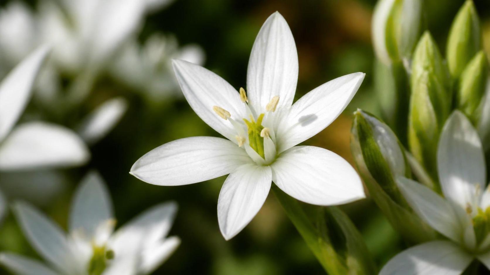 découvrez la signification spirituelle de l’ornithogale, une plante aux symboliques profondes et aux messages spirituels inspirants.