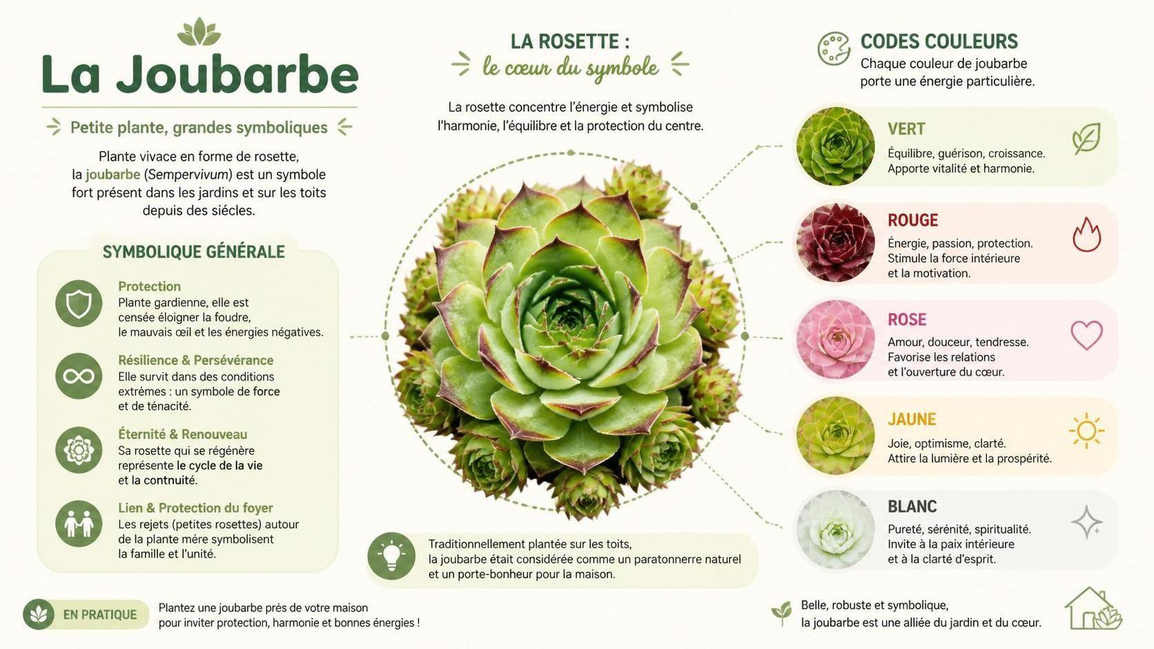 découvrez la signification spirituelle de la joubarbe, une plante symbolique aux vertus protectrices et énergétiques dans diverses traditions.