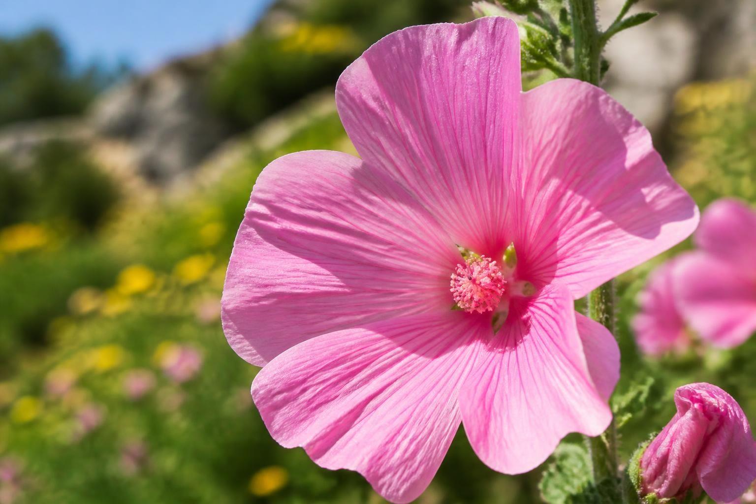 découvrez la signification spirituelle profonde de la lavatère, une fleur symbole de beauté et de protection dans diverses traditions.