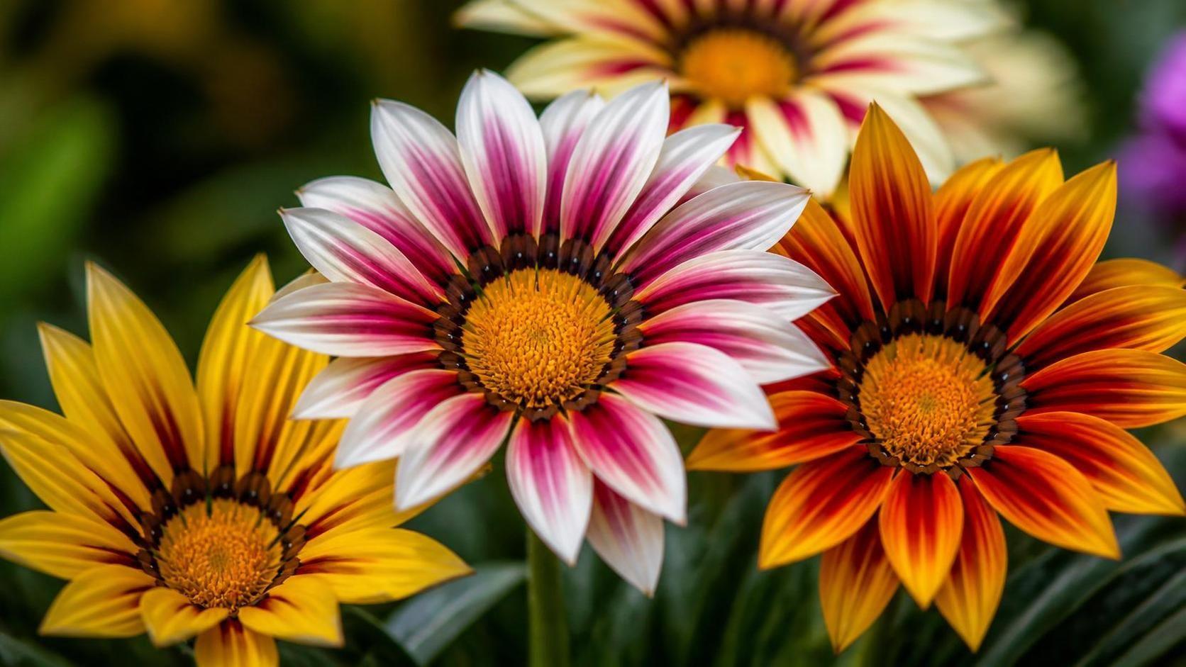 découvrez la signification spirituelle du gazania, une fleur symbolique porteuse de messages profonds sur la joie, la résilience et la lumière intérieure.