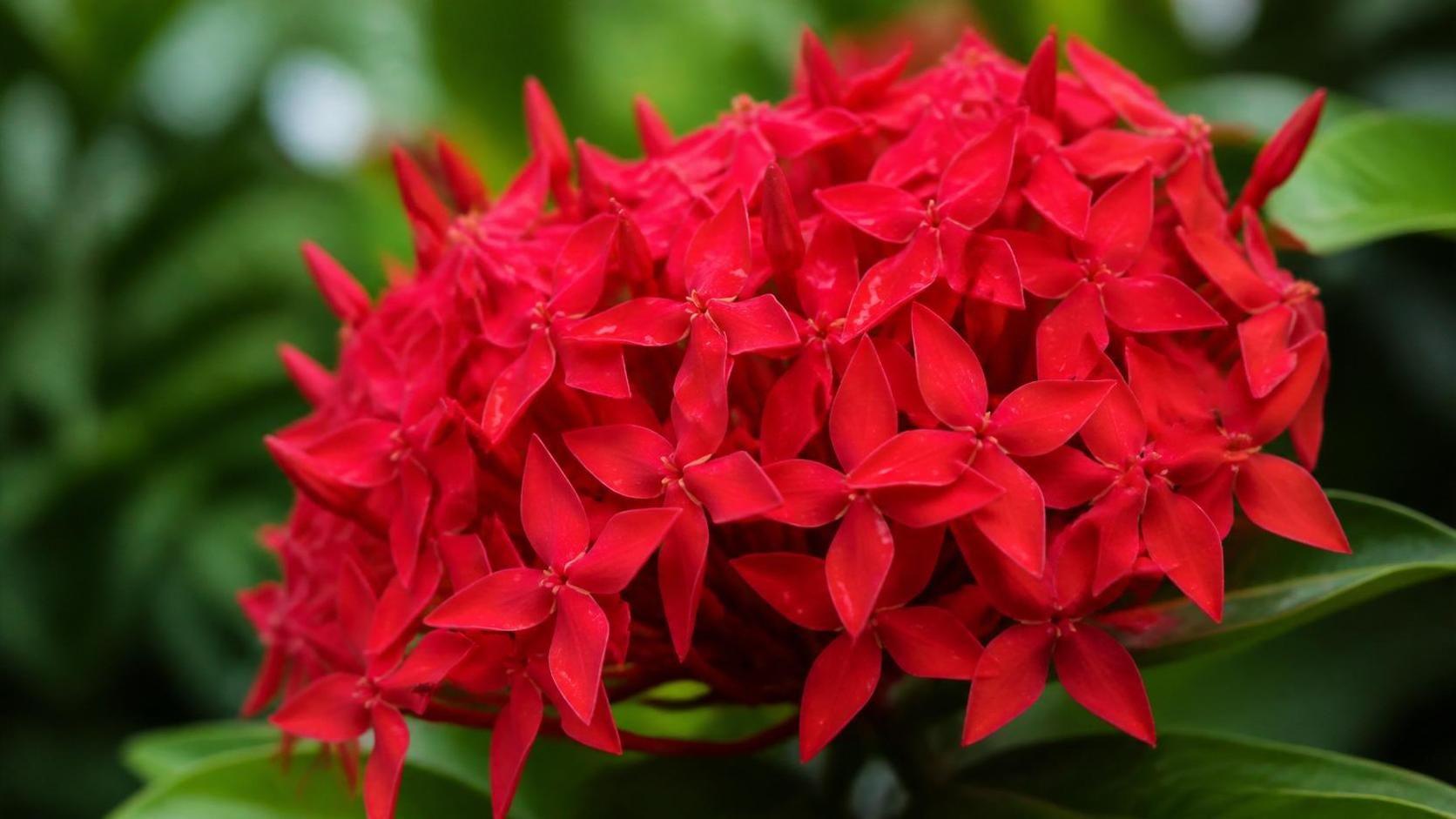 découvrez la symbolique de l’ixora, une plante aux multiples significations culturelles et spirituelles, souvent associée à la beauté, à la vitalité et à la protection.