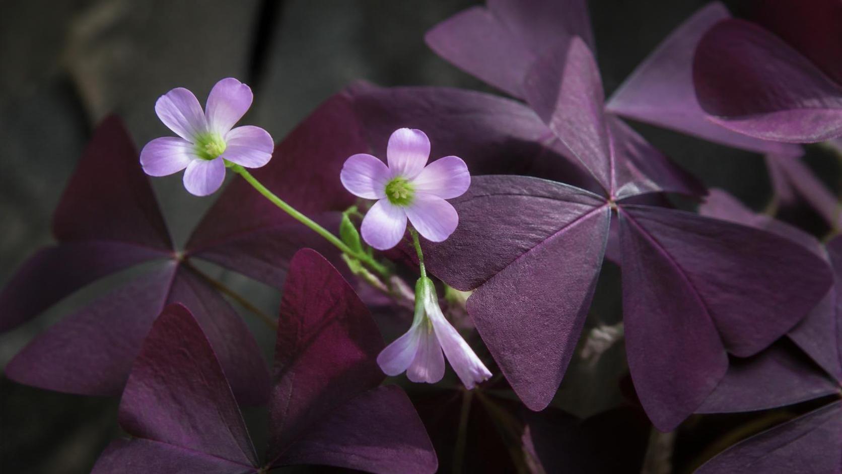 découvrez la symbolique de l’oxalis, une plante porte-bonheur riche en significations et en traditions.