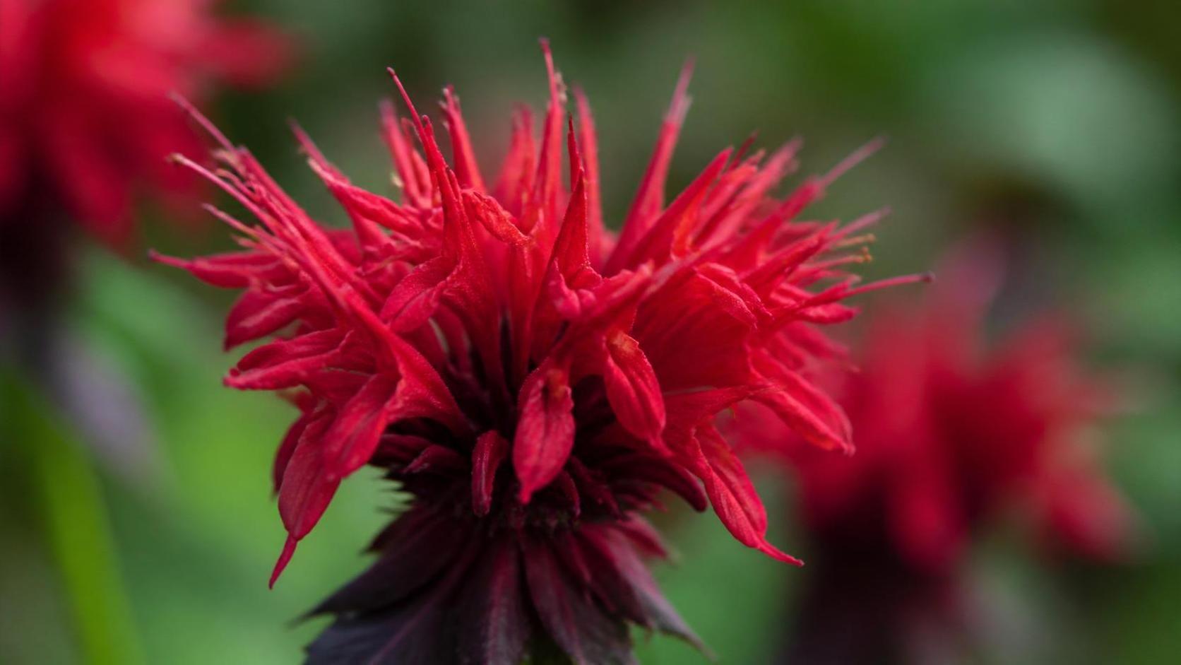 découvrez la signification et la symbolique de la monarde, une plante aromatique aux multiples vertus et symboles en traditions et culture.