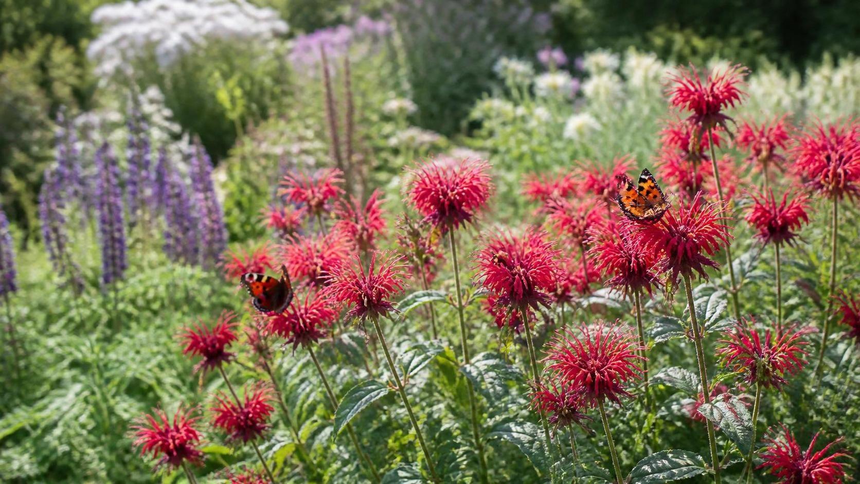 découvrez la signification et la symbolique de la monarde, une plante aux multiples vertus et représentations culturelles.