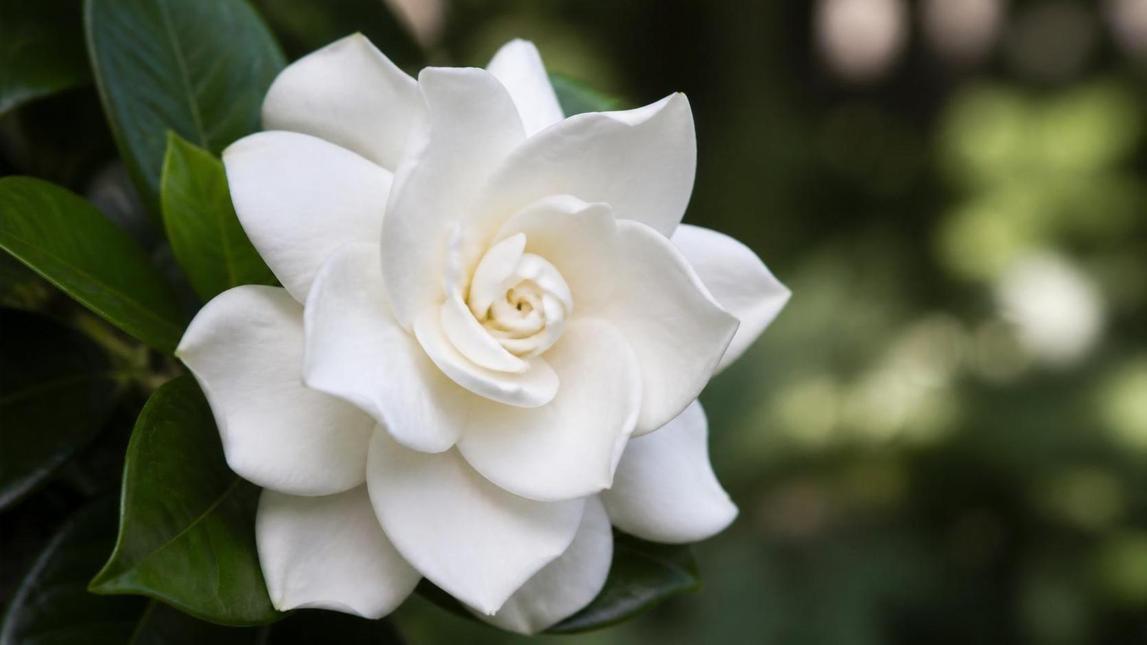 découvrez la symbolique du gardénia, une fleur élégante représentant la pureté, l'amour secret et la beauté intemporelle dans différentes cultures.