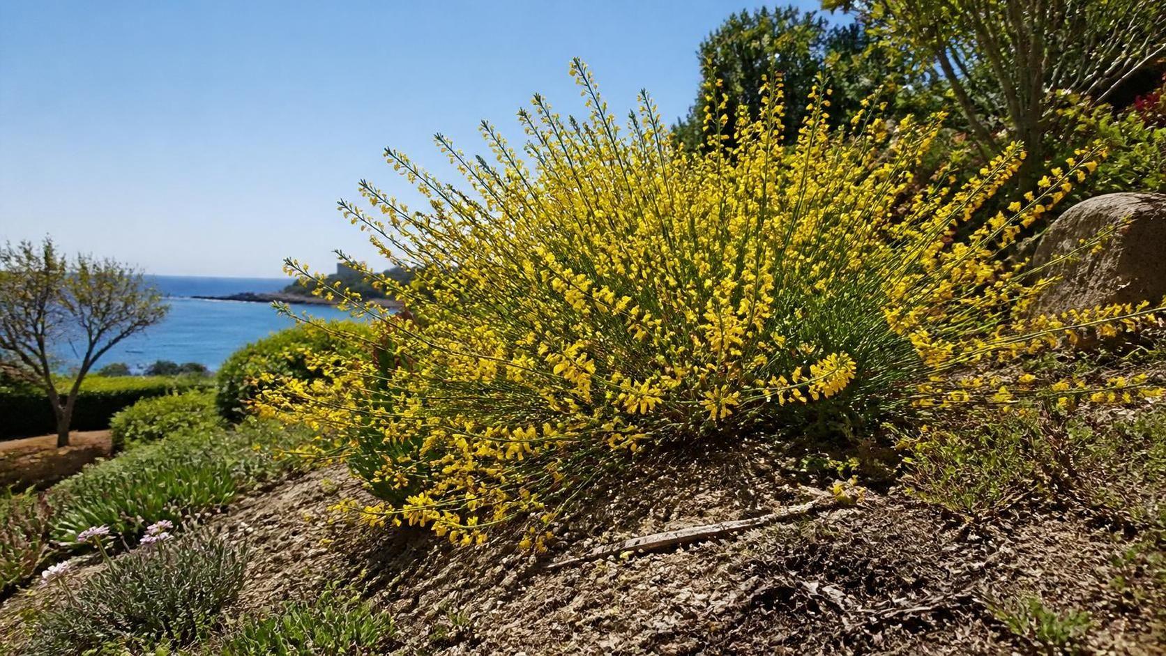 découvrez la symbolique du genêt, une plante riche en significations culturelles et spirituelles, symbolisant la beauté, la force et la résilience.
