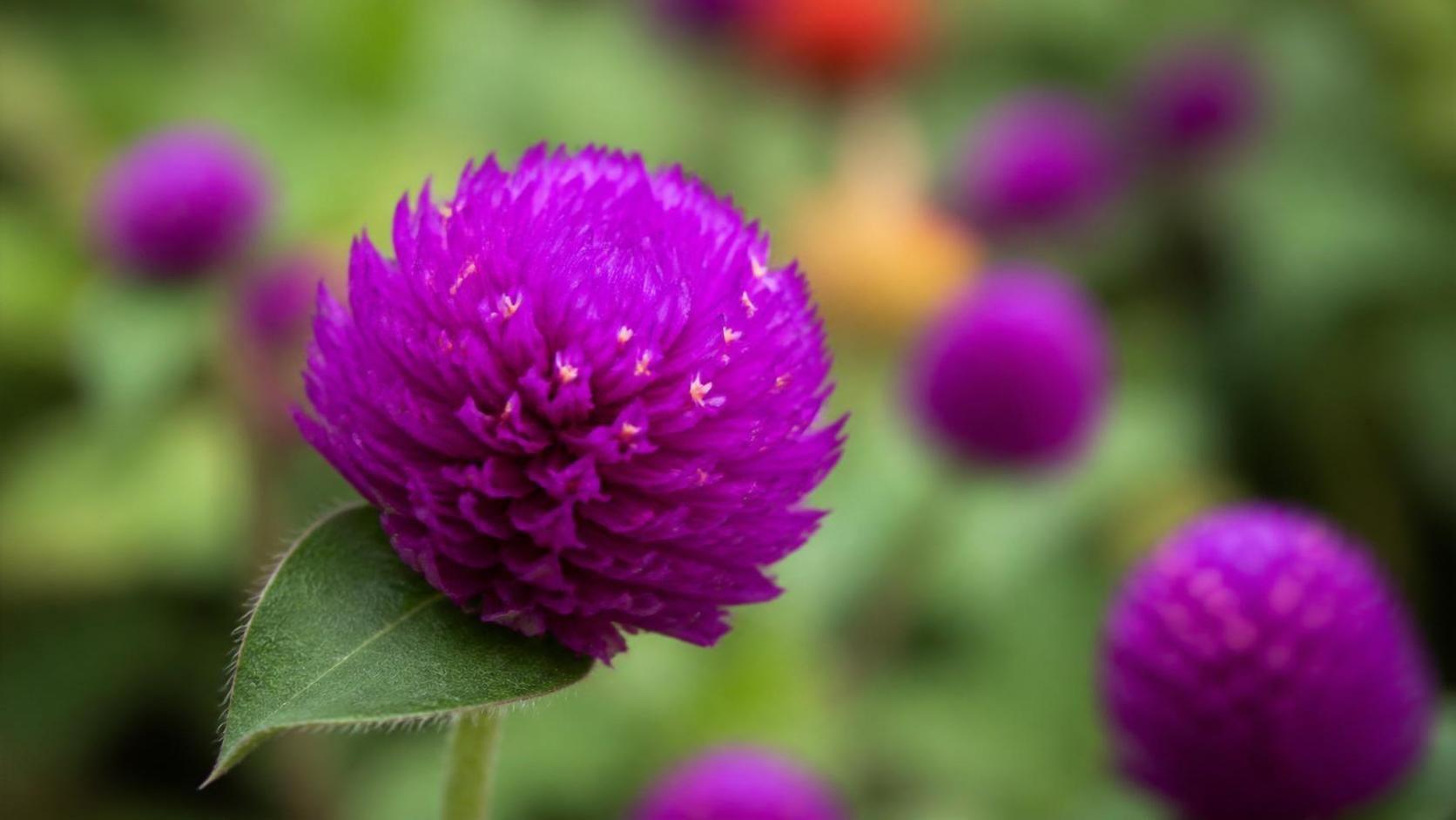 découvrez la signification et la symbolique du gomphrena, une fleur riche en émotions et en messages précieux.
