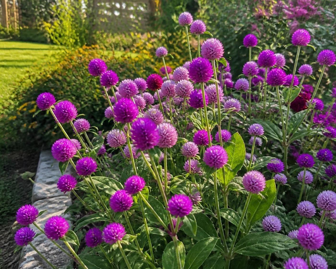 découvrez la symbolique du gomphrena, une plante aux significations profondes et variées, souvent associée à l'immortalité et à la persévérance.
