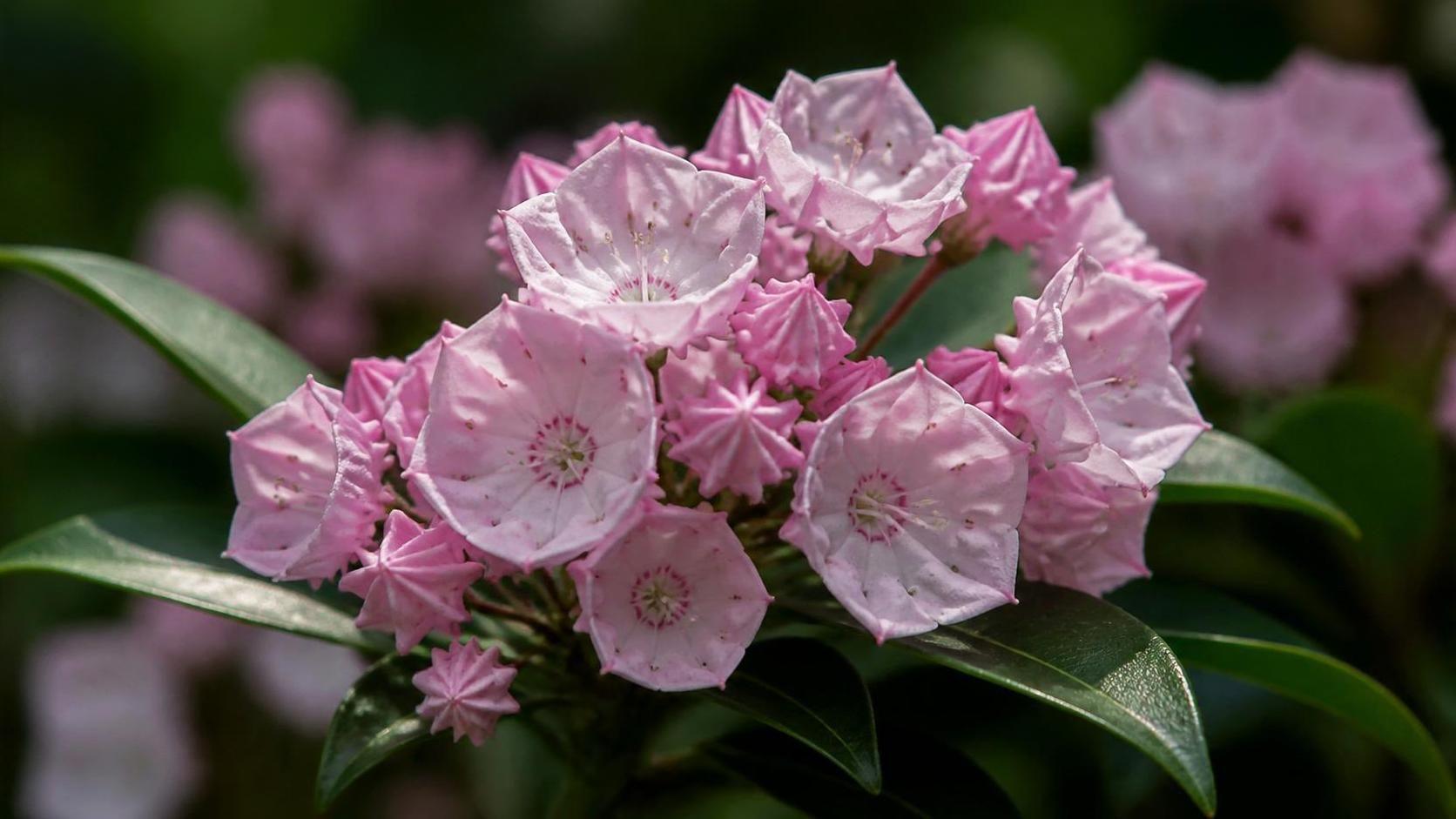 découvrez la symbolique du kalmia, une plante aux significations riches et variées, souvent associée à la beauté, la protection et la spiritualité.