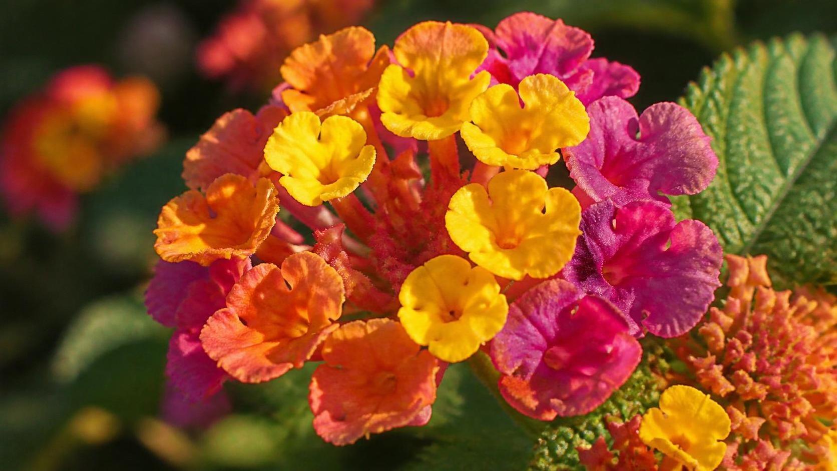 découvrez la symbolique du lantana, une plante aux fleurs colorées porteuses de significations variées liées à la beauté, la vitalité et la protection.