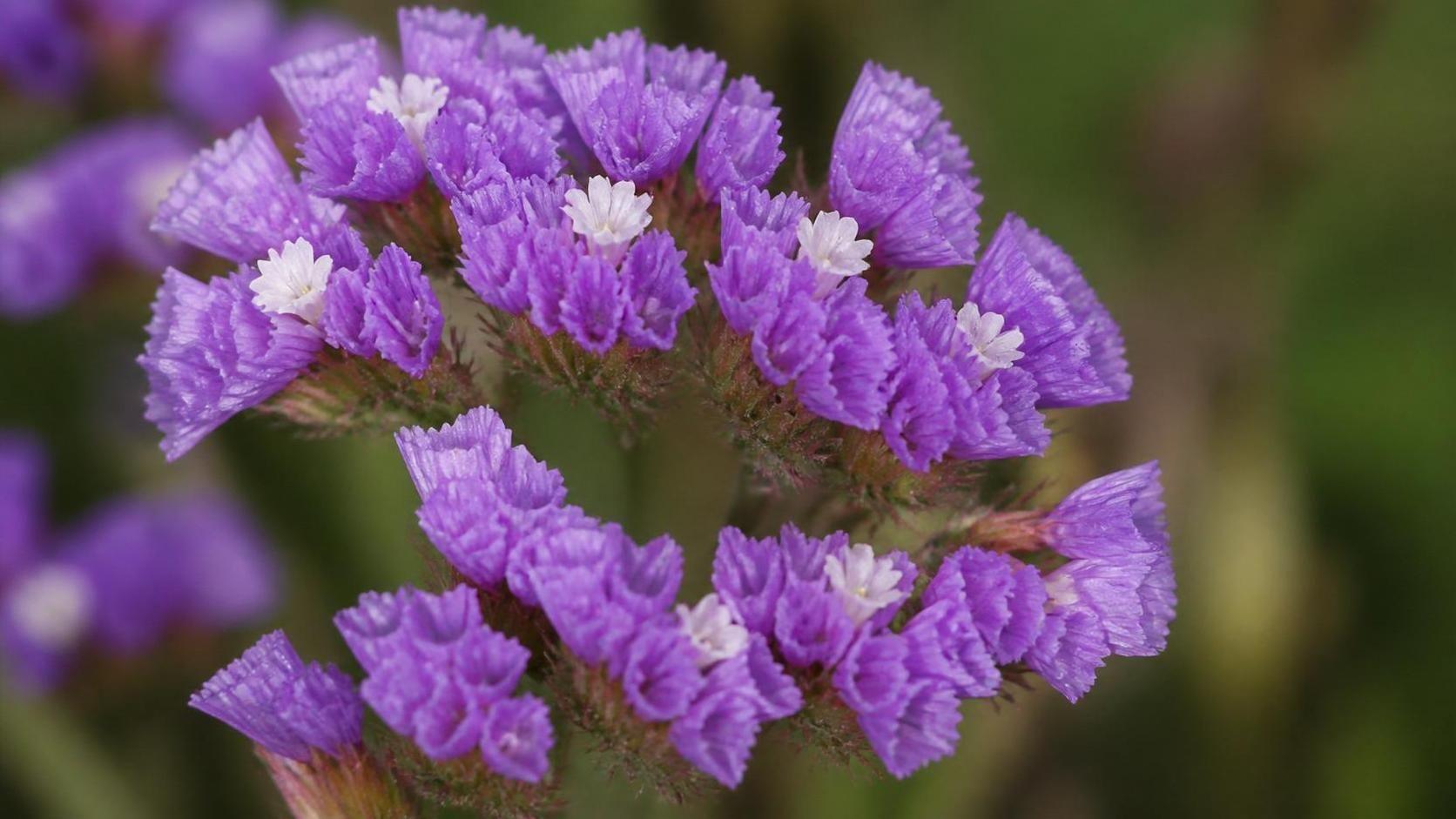 découvrez la signification et la symbolique du limonium, une plante aux multiples vertus et messages cachés dans le langage des fleurs.