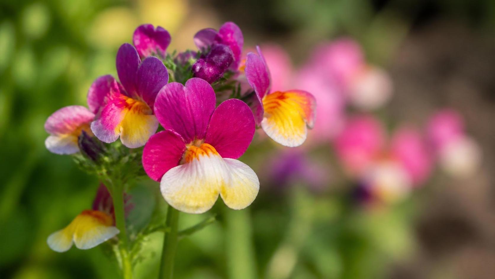 découvrez la signification et la symbolique du némésia, une fleur délicate aux multiples couleurs, et explorez ce qu'elle représente en langage floral.