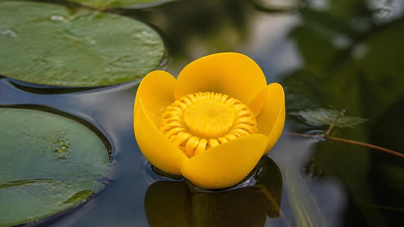 découvrez la symbolique du nuphar, une plante aquatique riche en significations culturelles et spirituelles, représentant la pureté, la beauté et la sérénité.