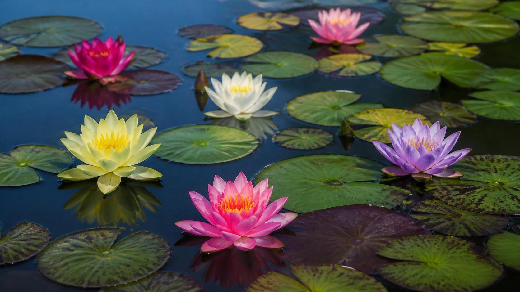 découvrez la signification et la symbolique du nuphar, plante aquatique riche en histoires et en symboles dans différentes cultures.