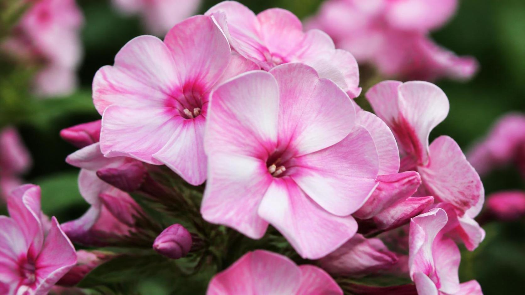 découvrez la symbolique du phlox, une fleur porteuse de messages d'amour, d'unité et de beauté, et apprenez comment elle est utilisée dans différentes cultures.